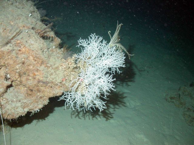 White coral with pale yellow crinoid on rock outcrop. Picture