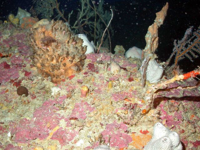 A variety of sponges and corals on a rock outcrop during night observations Picture