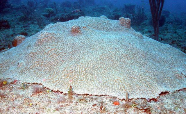 A brain coral Picture