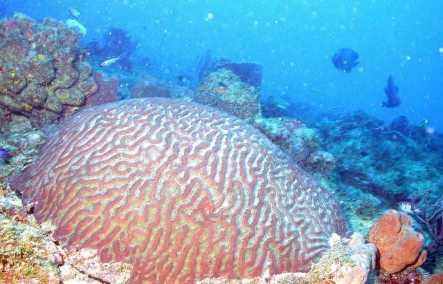 A brain coral Picture