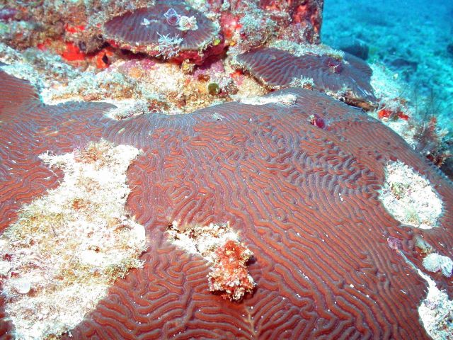 Brain coral Picture