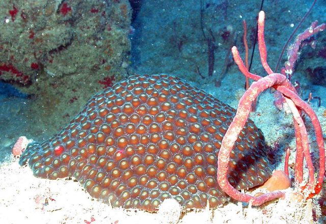 Montastrea sp Picture