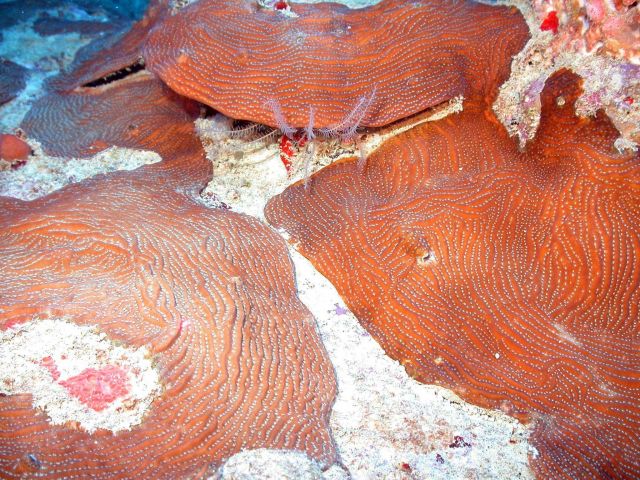 Reddish brown plate coral Picture