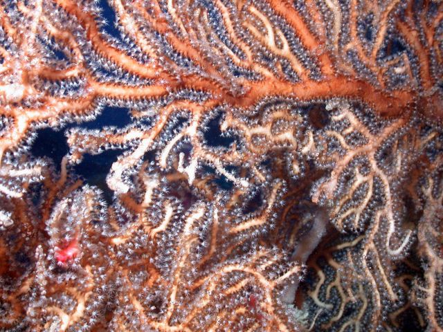 Reddish brown gorgonian coral Picture