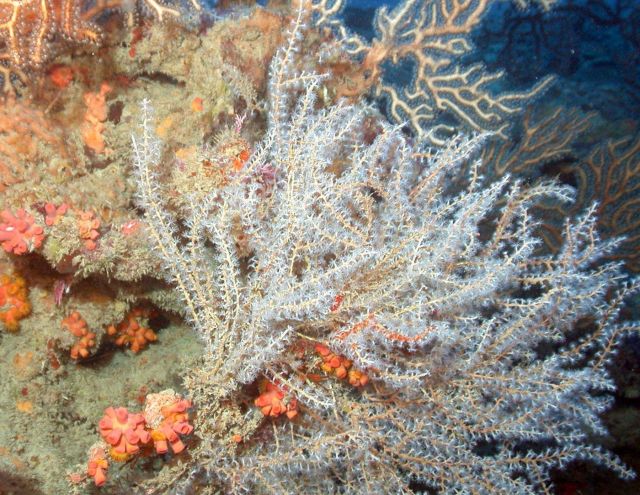 A variety of gorgonian corals. Picture