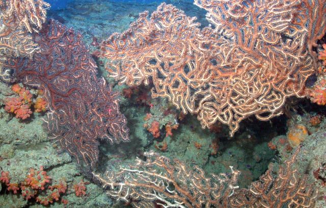 Gorgonian coral bushes and small red cup corals. Picture