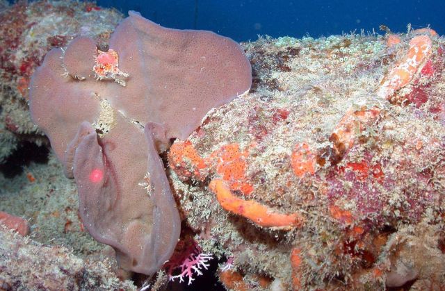 A large brown sponge, smaller orange sponges, and a pink and white stylaster coral at the bottom of the image. Picture