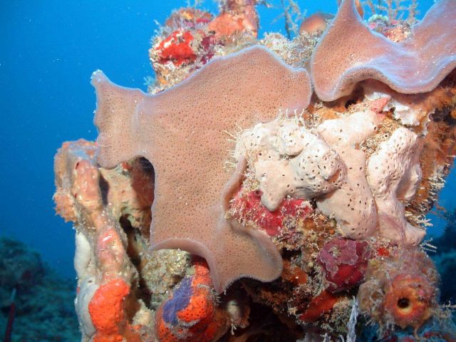 A variety of multi-colored sponge species Picture