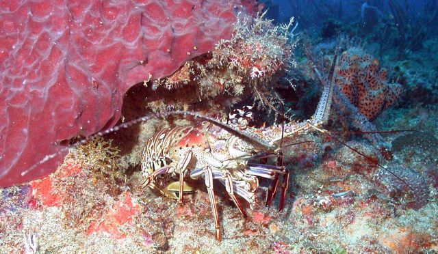Caribbean spiny lobster (Panilurus argus) next to large red sponge. Picture
