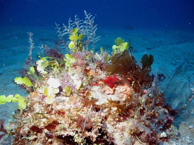 Outcrop protruding above bottom provides habitat for green algae, reddish brown algae, and a variety of hydoids (the white to translucent feathery sta Picture