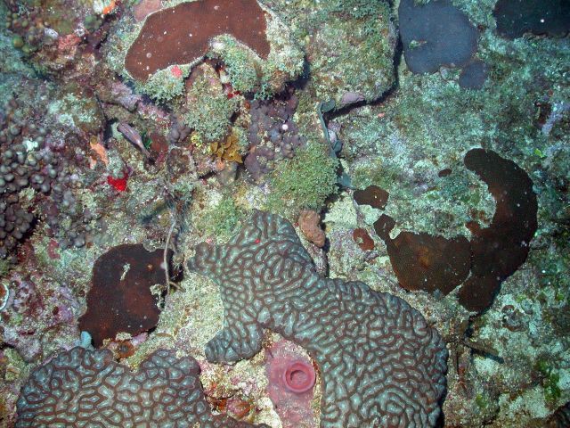 Brown sponge in center, red circular sponge in bottom center, brain coral, star coral (Montastrea sp.), and algae on hard substrate. Picture