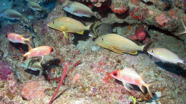 Longspined squirrelfish (Holocentrus rufus) , bluestriped grunts (Haemulon sciurus), white grunts ( Haemulon plumerii), a graysby (Cephalopholis cruen Picture