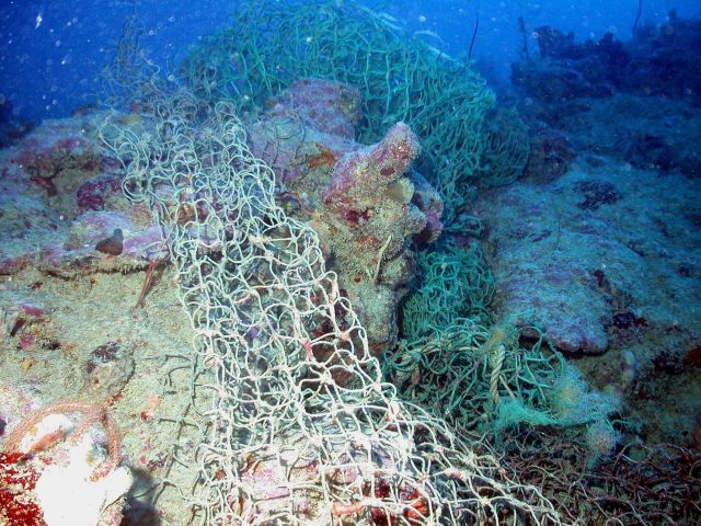 Marine debris - a derelict net entangled on the reef. Picture