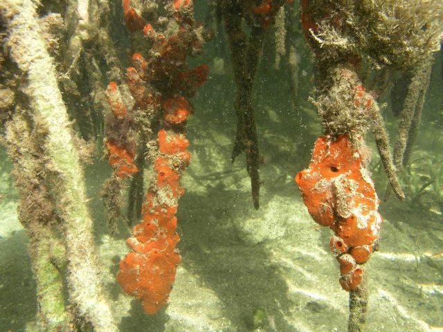 Encrusting sponge (Porifera encrusting spp.) and mangrove prop roots (Rhizophora rts Picture