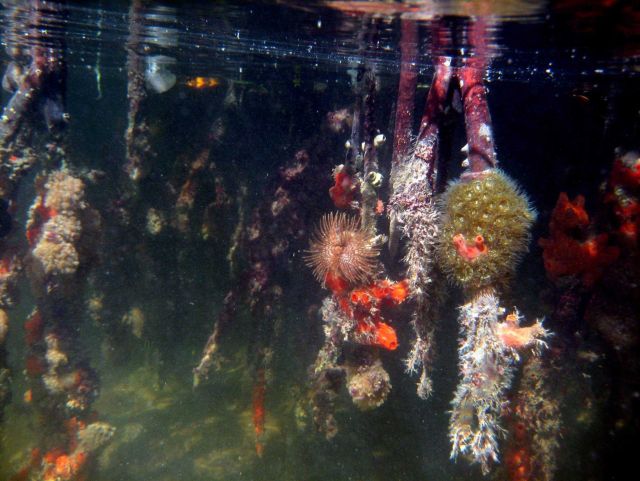 Sponge (Porifera ssp) and zoanthids (Zoanthidea spp) on mangrove prop roots (Rhizophora rts Picture