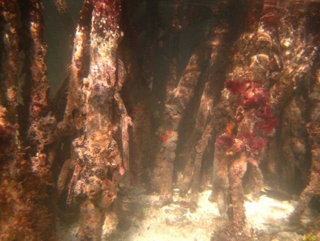 Mangrove prop roots (Rhizophora rts Picture