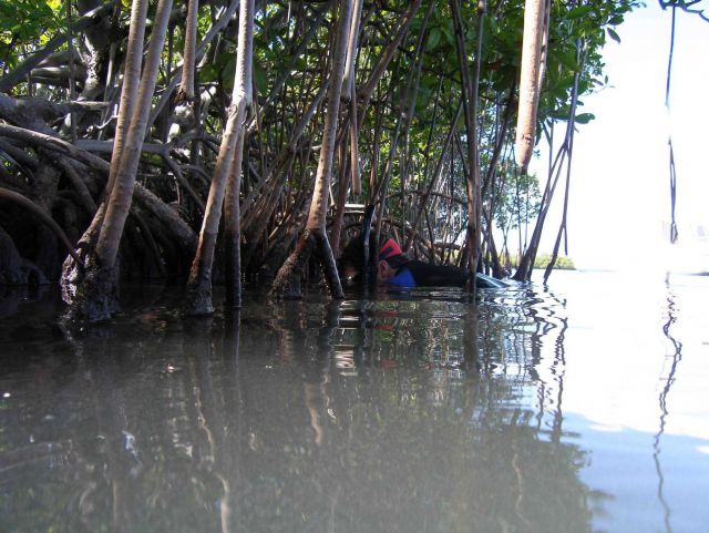 Mangrove prop roots (Rhizophora rts Picture