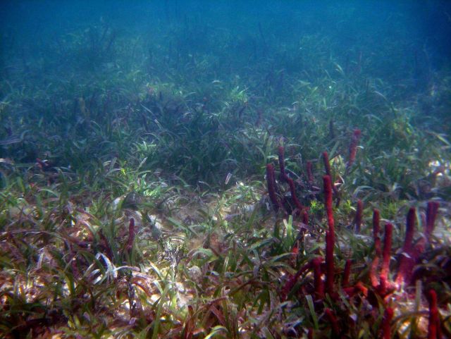 Turtle grass (Thalassia testudinum) with red tube sponges (Porifera spp) Picture