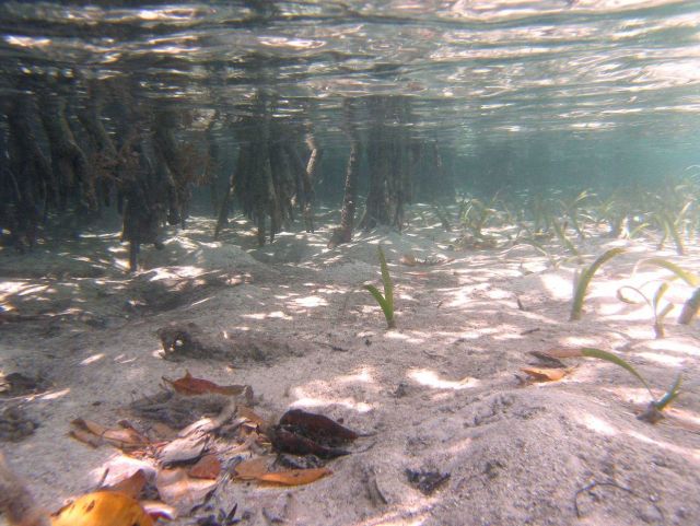 Turtle grass (Thalassia testudinum) in the foreground with mangrove detritus and leaves and mangrove prop roots (Rhizophora rts Picture