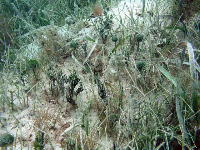 Y branched algae (Dictyota sp.), Halimeda, manatee grass (Syringodium isoetifolium), mermaid's fans (Udotea spp), and turtle grass (Thalassia testudin Picture