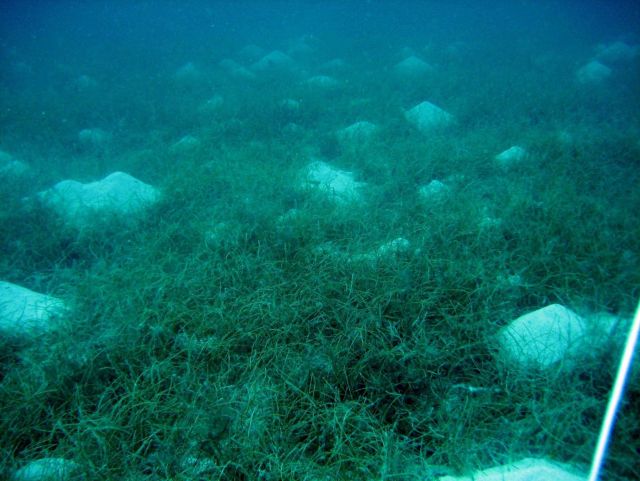Manatee grass (Syringodium isoetifolium) in a strange topography of mounds caused by burrowing organisms. Picture