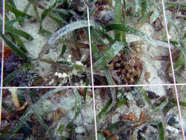 Tube coral (Cladocora abruscula) and turtle grass (Thalassia testudinum) Picture