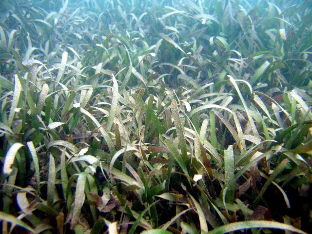Turtle grass (Thalassia testudinum) Picture