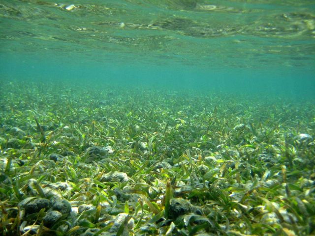 Turtle grass (Thalassia testudinum) Picture