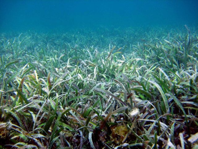 Turtle grass (Thalassia testudinum) Picture