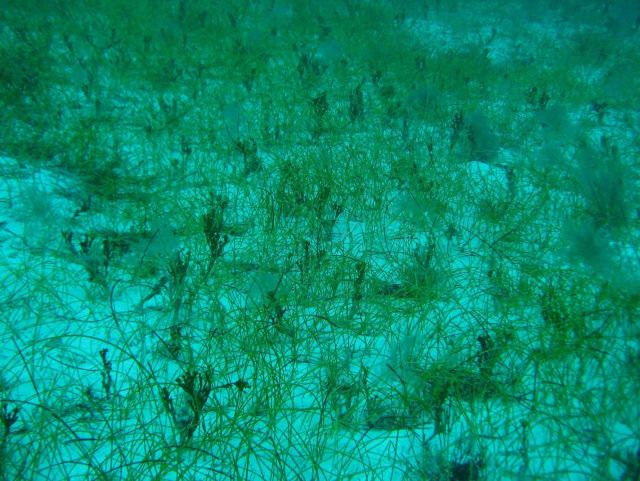 Halimeda and manatee grass (Syringodium isoetifolium) Picture