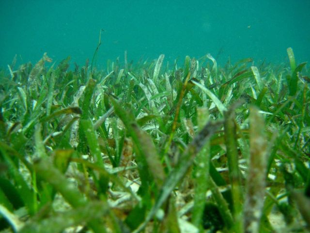 Turtle grass (Thalassia testudinum) Picture