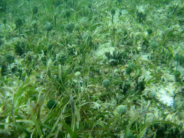 Turtle grass (Thalassia testudinum) and Penicillus sp. Picture