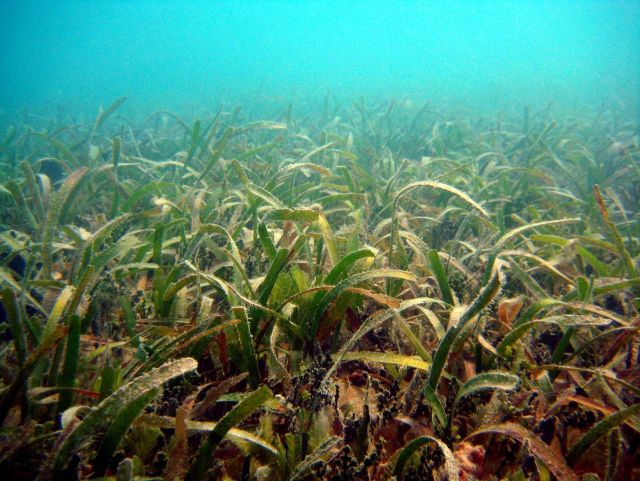 Turtle grass (Thalassia testudinum) Picture