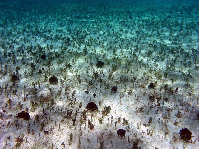 Halimeda sp., Halodule wrightii, Penicillus sp., and mermaid's fans (Udotea sp. Picture