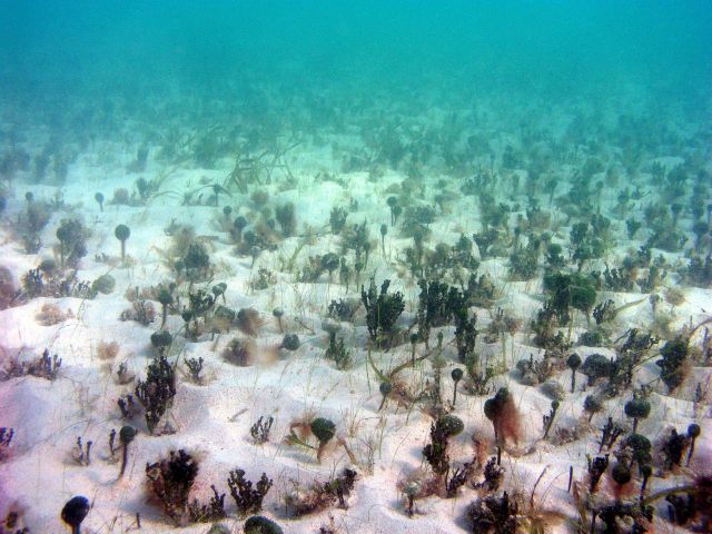 Halimeda, Penicillus sp., Manatee grass (Syringodium isoetifolium), and turtle grass (Thalassia testudinum) all on a hummocky sand bottom giving a som Picture