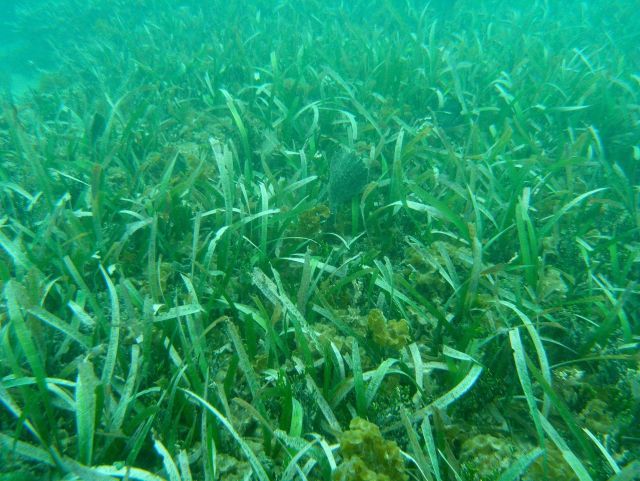Encrusting fan-leaf algae (Lobophora sp) and turtle grass (Thalassia testudinum) Picture