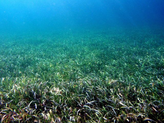 Turtle grass (Thalassia testudinum) Picture