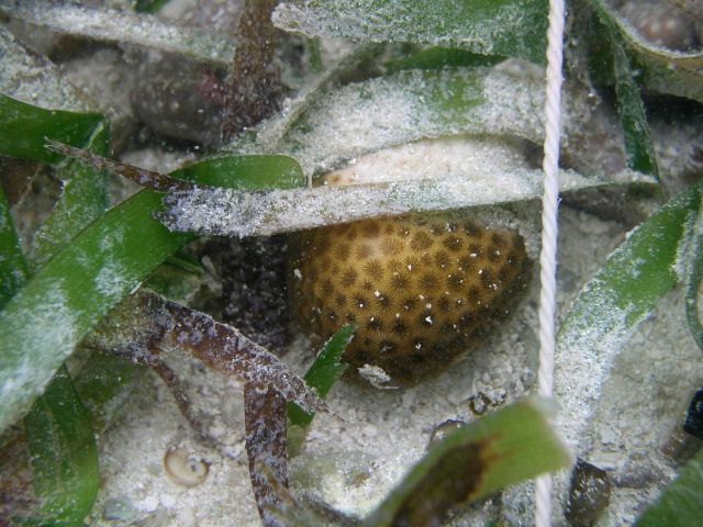 A lesser starlet coral (Siderastrea radians) in a turtle grass (Thalassia testudinum) meadow. Picture