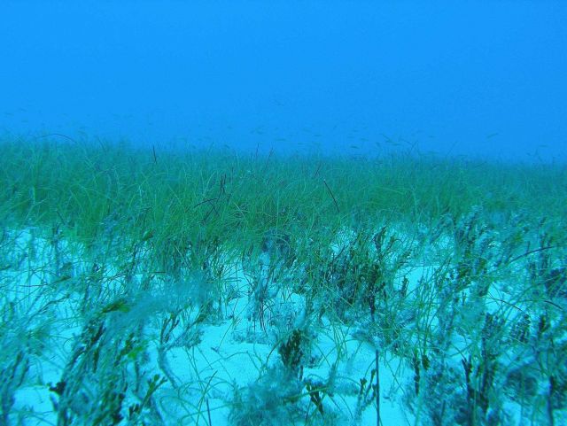 Halimeda and manatee grass (Syringodium isoetifolium) Picture