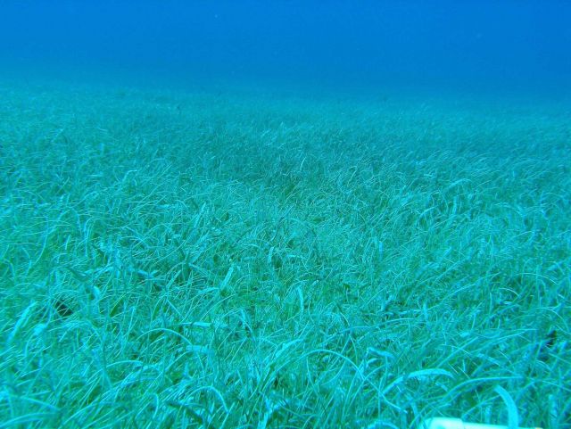Turtle grass (Thalassia testudinum) and manatee grass (Syringodium isoetifoleum) Picture