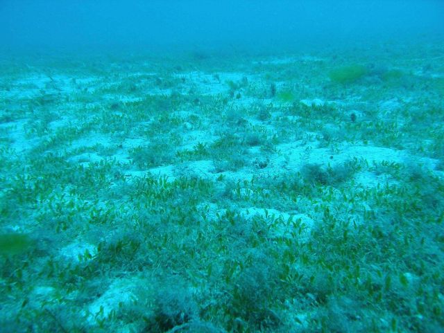 Halophila decipiens Picture