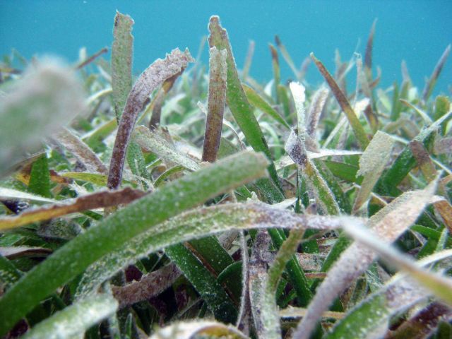 Turtle grass (Thalassia testudinum) Picture