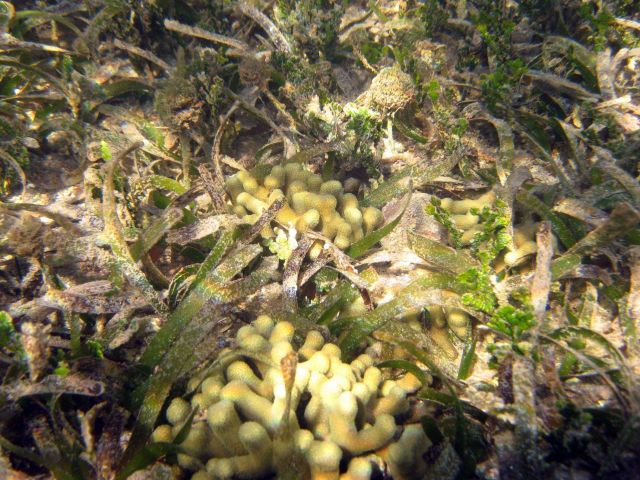 Halimeda, finger coral (Porites porites), and turtle grass (Thalassia testudinum Picture