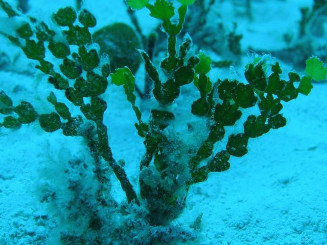 Halimeda on a white sand bottom. Picture