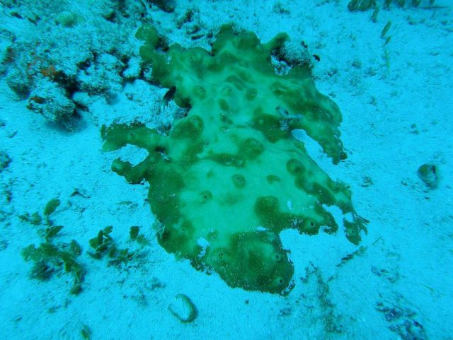 Caulerpa algae and a green encrusting sponge (Porifera sp.) Picture