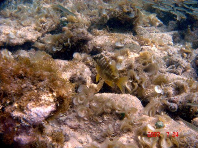 Padina sp., Y branched algae (Dictyota sp.), and a schoolmaster (Lutjanus apodus ) Picture