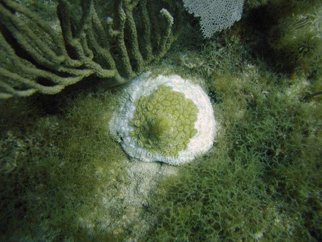 Elliptical star coral (Dichocoenia stokesii) and Y branched algae (Dictyota sp.) Picture