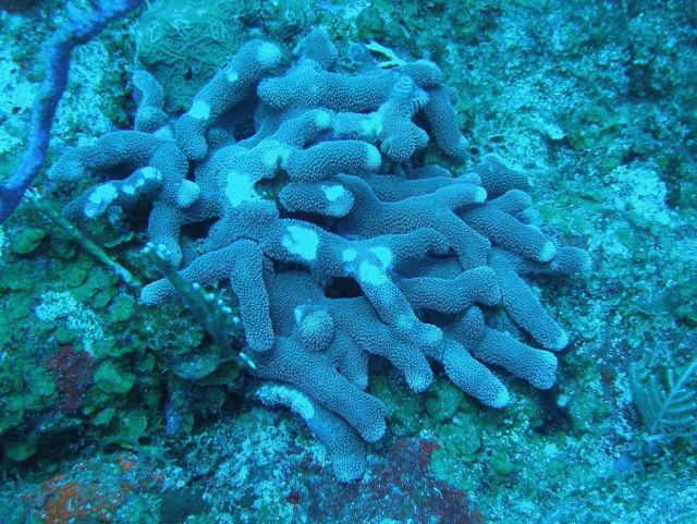 Encrusting fan-leaf alga (Lobophora sp.) and finger coral (Porites porites). Picture