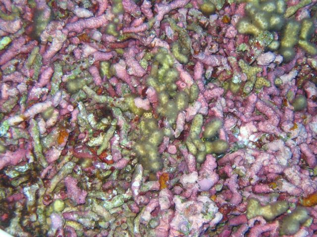 Yellow pencil coral (Madracis mirabilis) and crustose coralline algae (Rhodohyta sp.) Picture