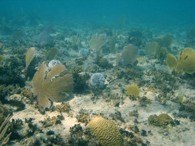 Diploria sp., Gorgonacea sea fans, and Turbinaria sp. Picture